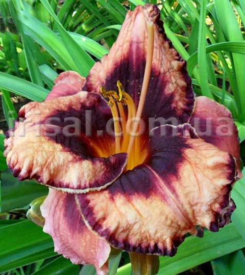 Awesome Blossom