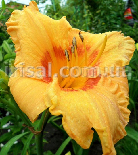 CHERRY EYED PUMPKIN