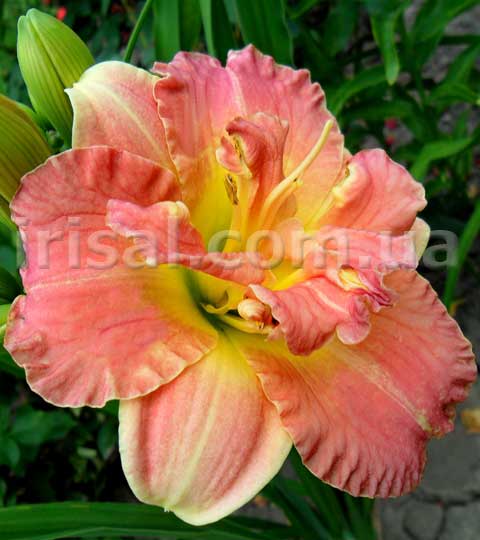 Congo Coral