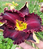 Лілейник крупноквітковий - Victorian Garden Star Bright