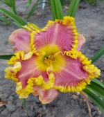 Лілейник крупноквітковий - Orchid and Gold