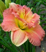 Лілейник махровий - Congo Coral