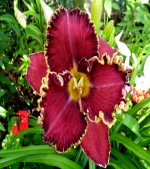 Лілейник крупноквітковий - Spacecoast Mulberry Mofit
