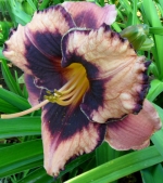 Лілейник крупноквітковий - Awesome Blossom