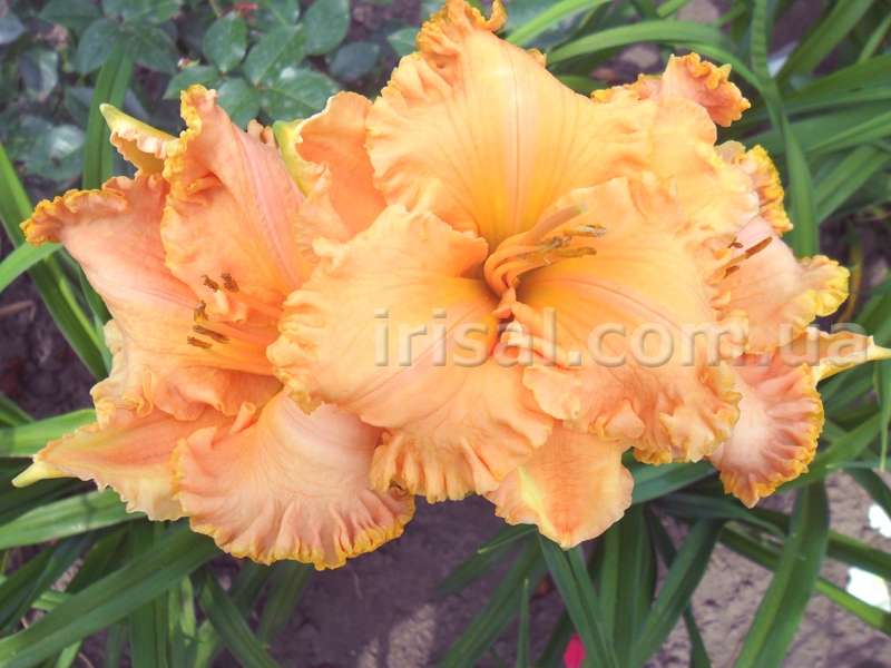 Spacecoast Starburst
