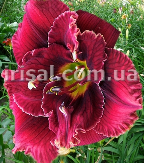 Stelar Double Rose
