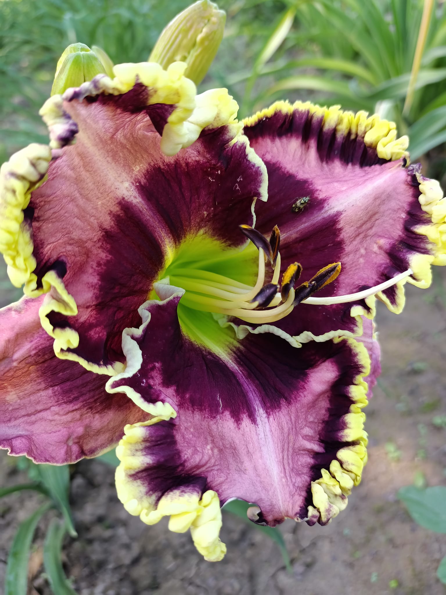 Delight Colours. Іриси високі бородаті. Приватна колекція Беспятчук.